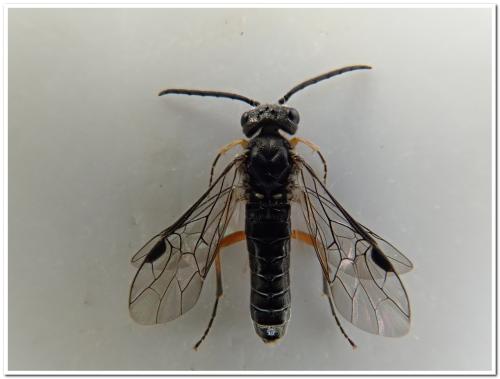 Réf. 341 493 : Loderus vestigialis